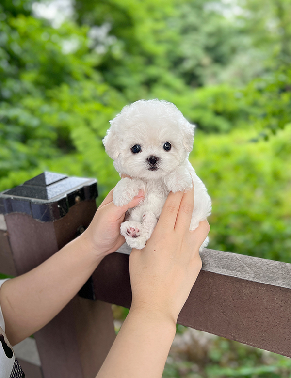 강아지 썸네일