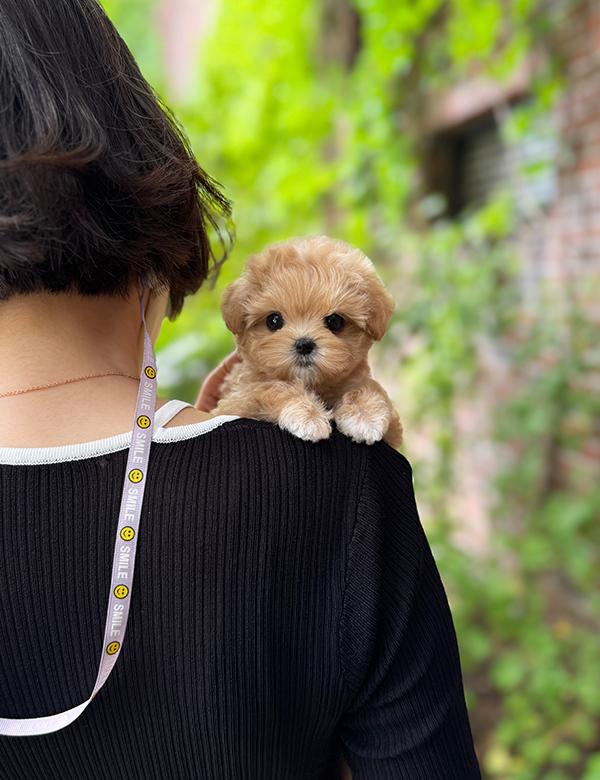 강아지 썸네일