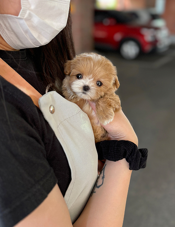 강아지 썸네일
