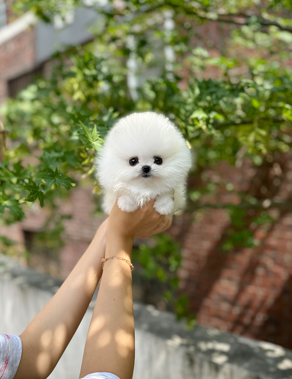 강아지 썸네일