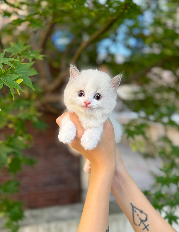 강아지 썸네일