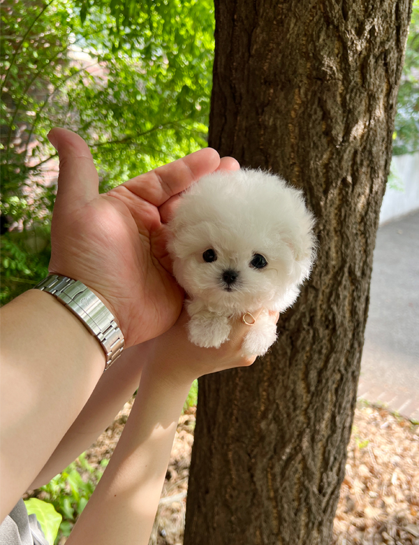 강아지 썸네일