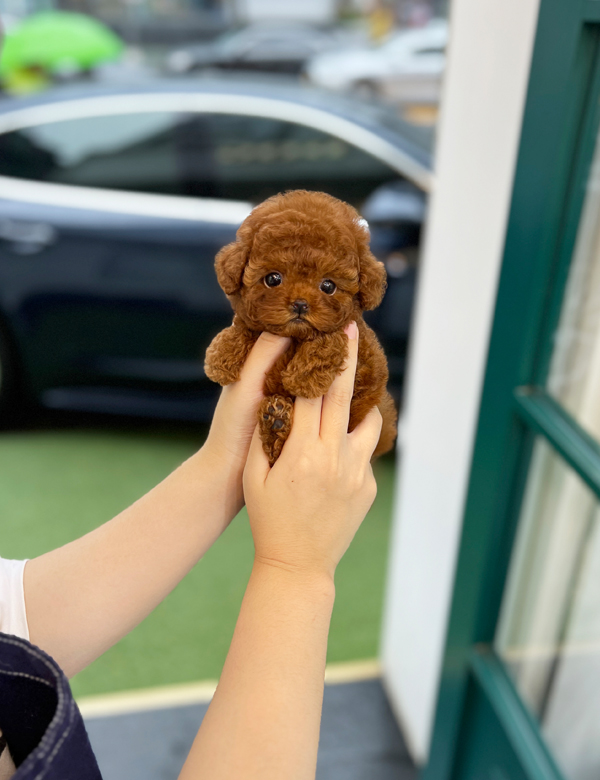 강아지 썸네일