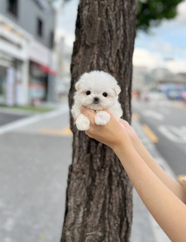 강아지 썸네일