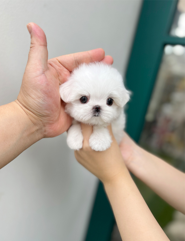 강아지 썸네일