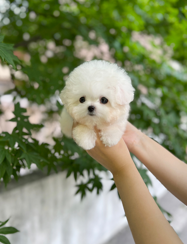 강아지 썸네일