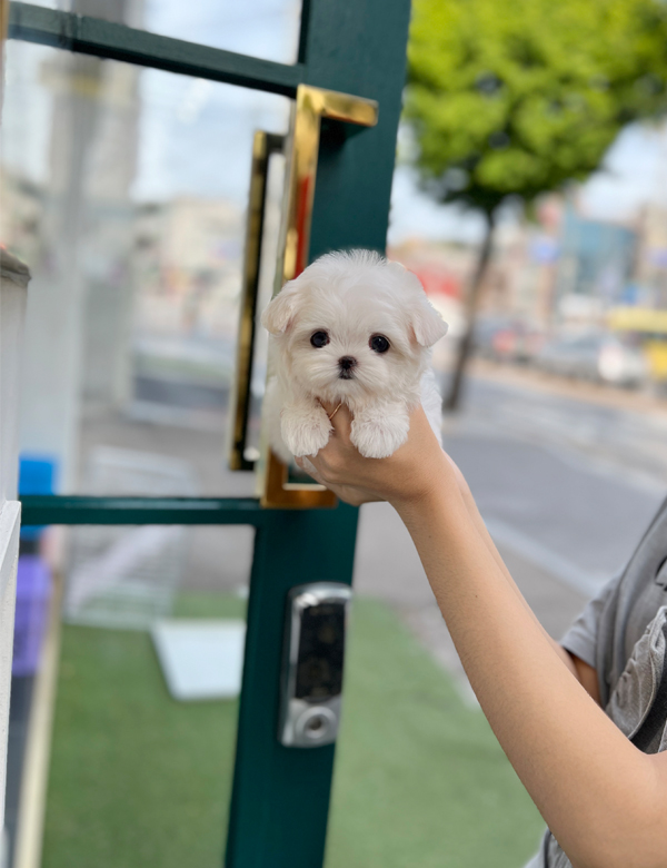 강아지 썸네일