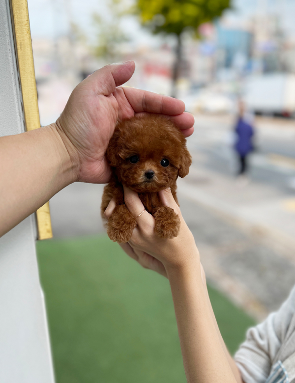 강아지 썸네일