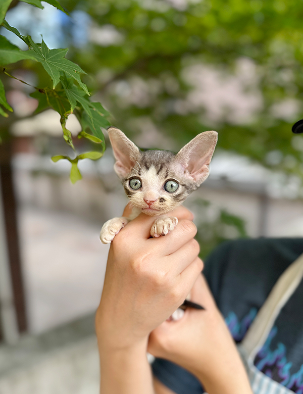 강아지 썸네일