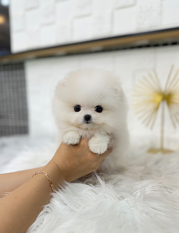 강아지 썸네일