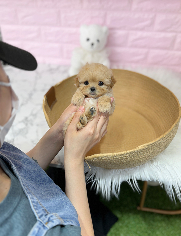 강아지 썸네일