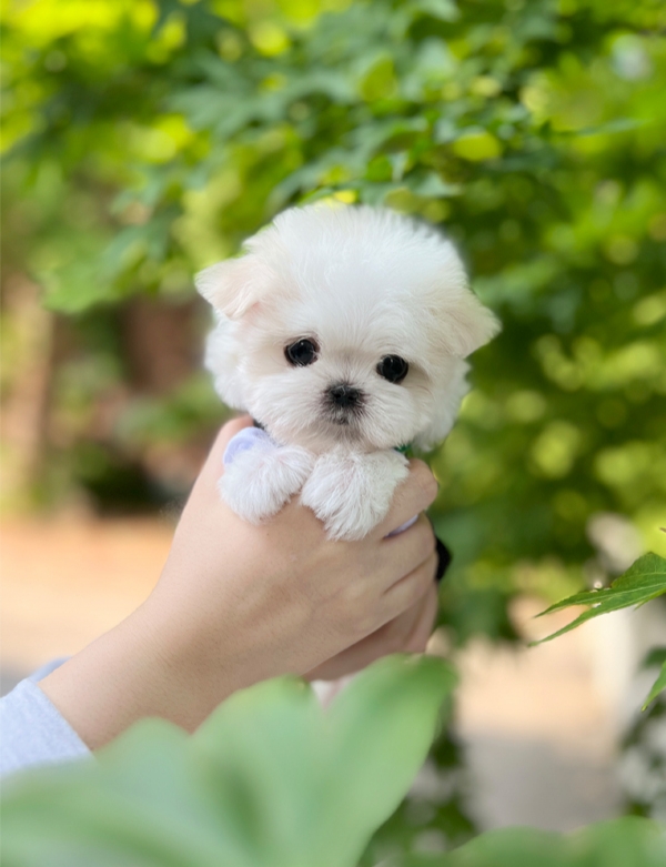 강아지분양 썸네일