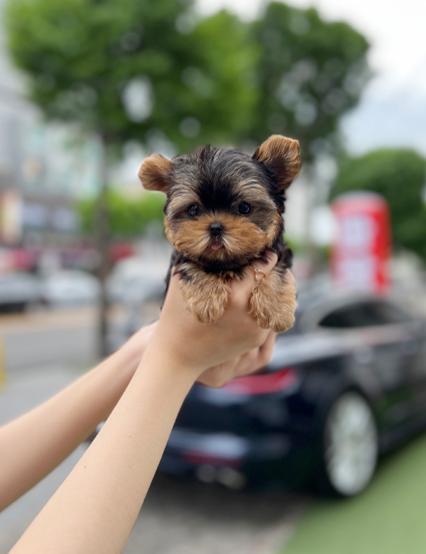 강아지분양 썸네일