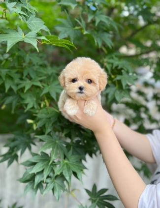 강아지분양 썸네일