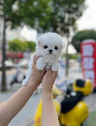 강아지분양 썸네일