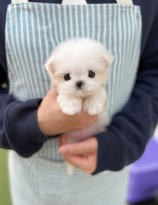 강아지분양 썸네일